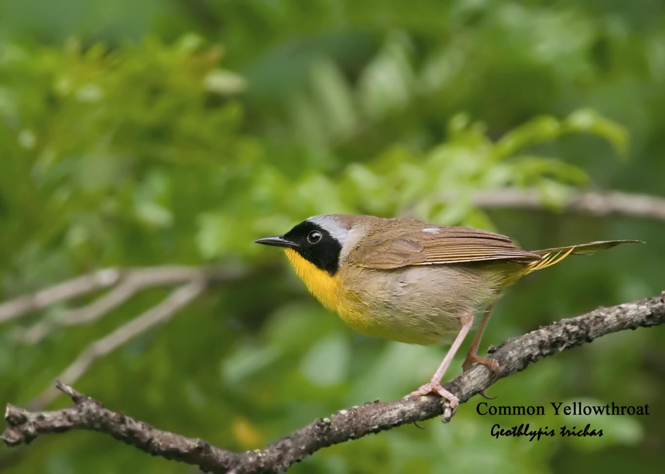 Common Yellowthroat